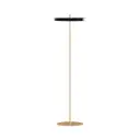 Lattiavalaisin Asteria, Black